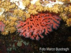The Red Coral of Alghero Sardinia.
Olympus SP-350 with O... by Marco Busdraghi 